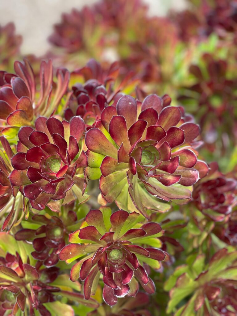 Aeonium