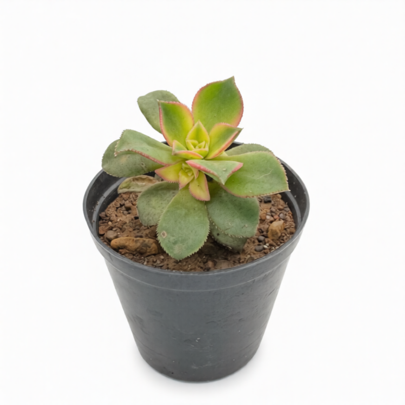Aeonium Kiwi