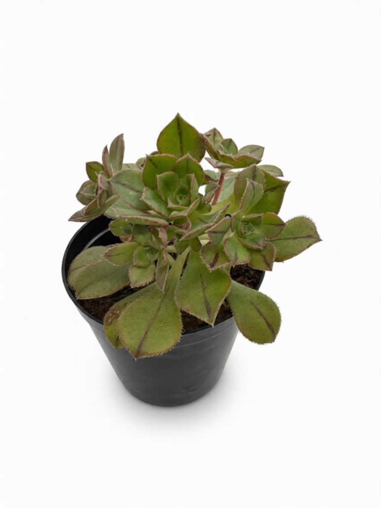 Aeonium Leucoblepharum