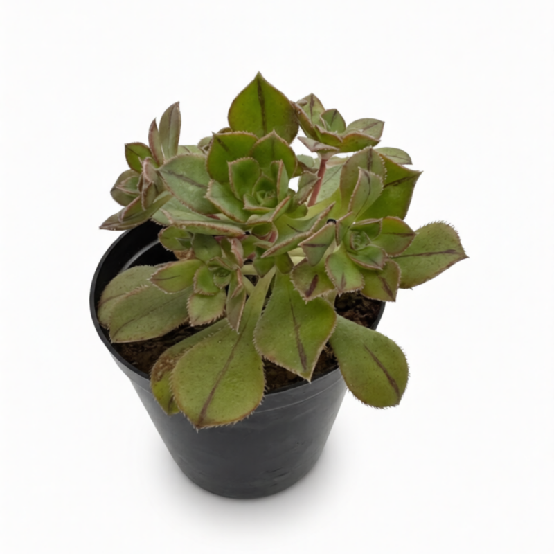 Aeonium Leucoblepharum
