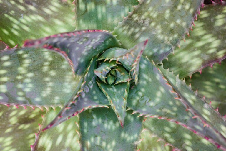 Aloe