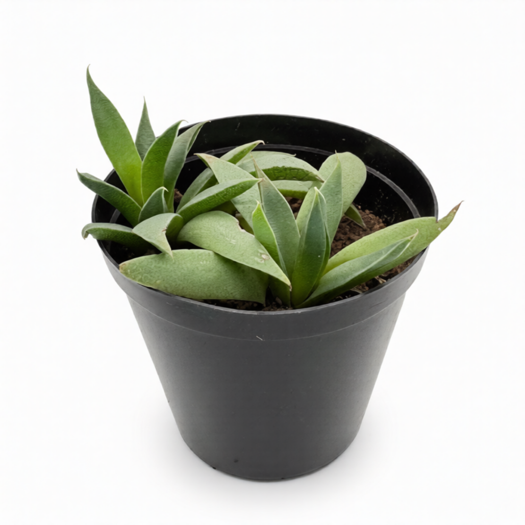Berganthus Multiceps
