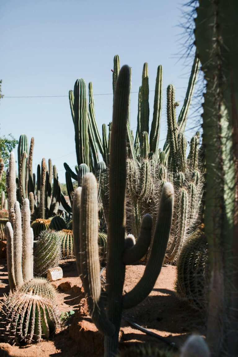 Cactus