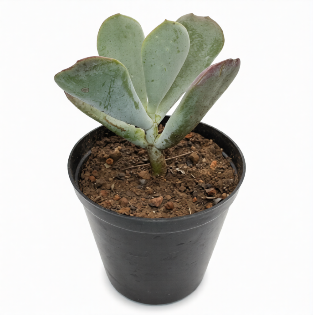 Cotyledon Orbiculata