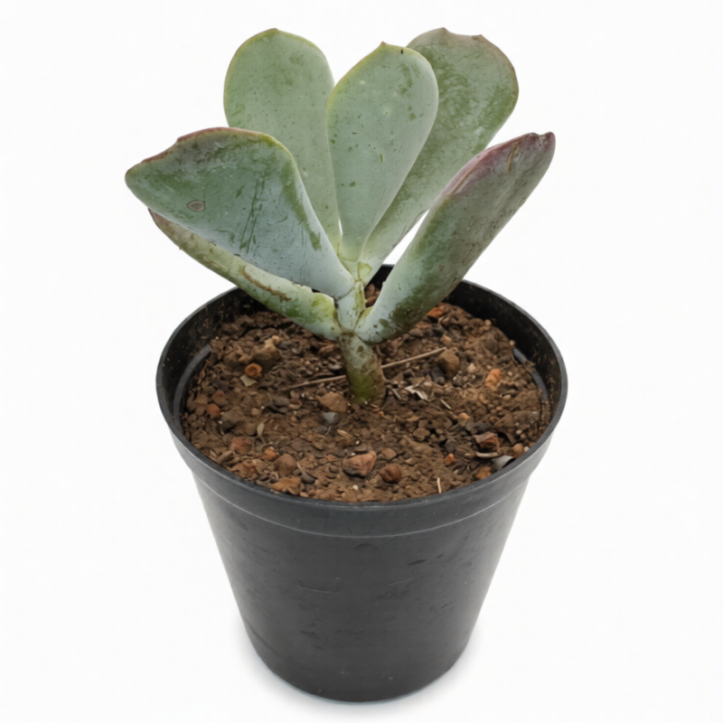 Cotyledon Orbiculata