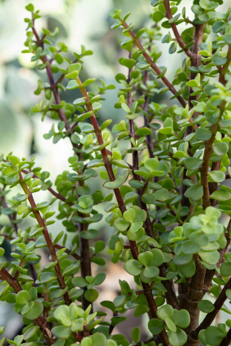 Crassula