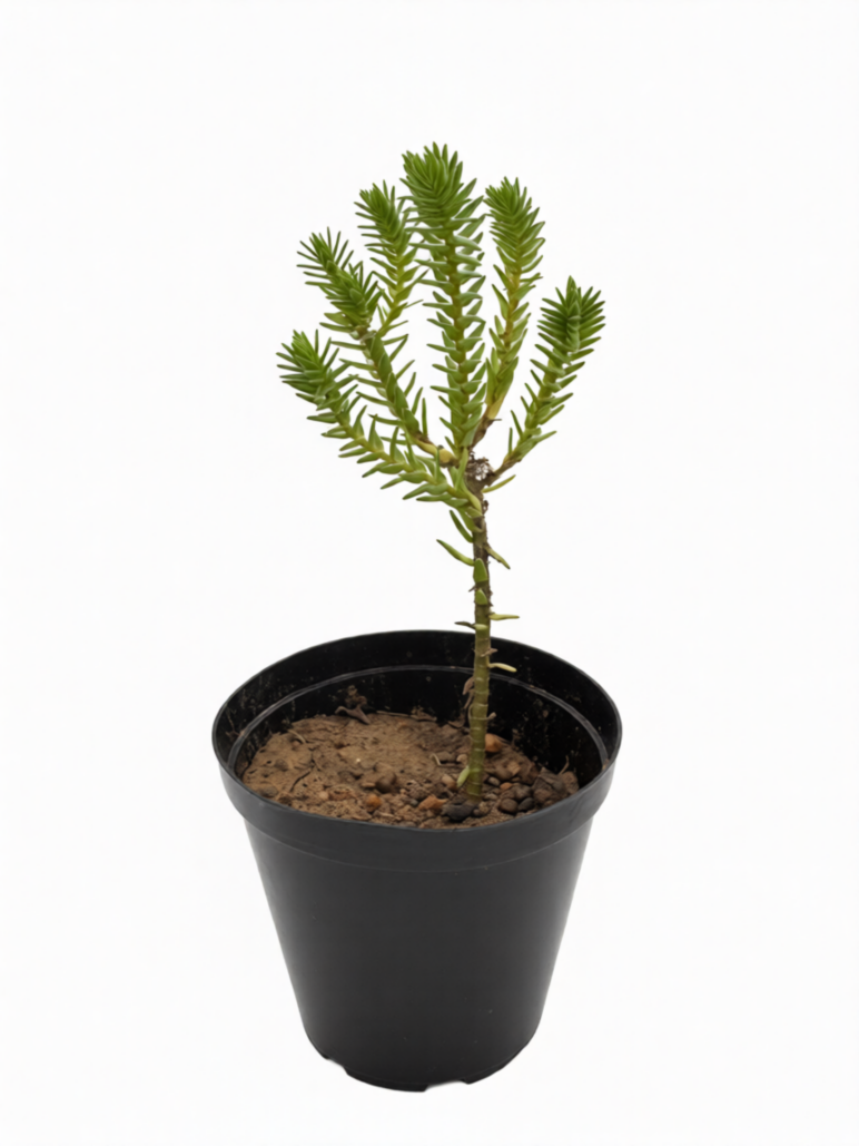 Crassula Ericoides
