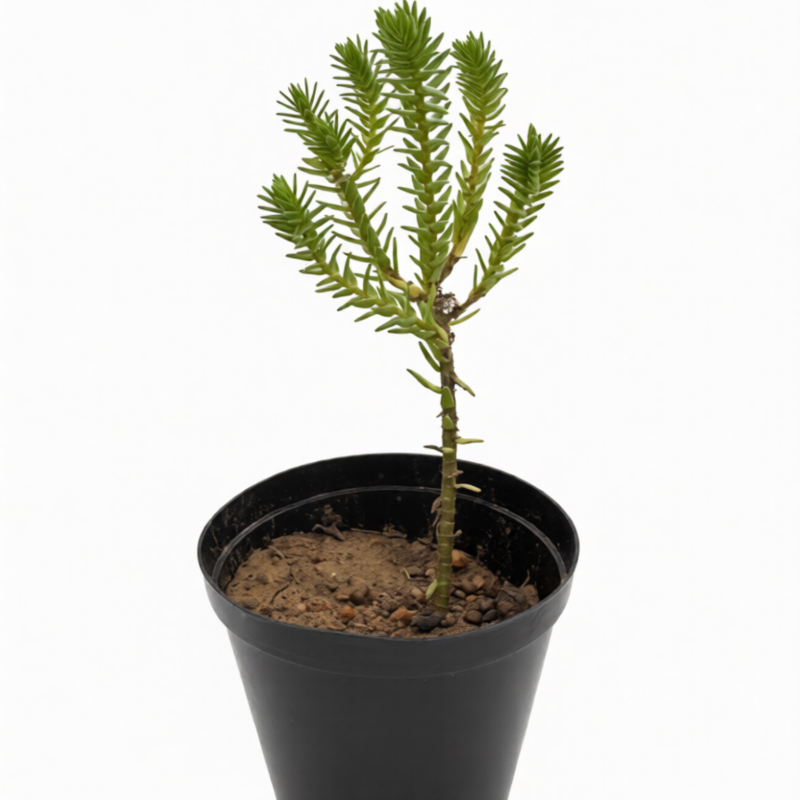 Crassula Ericoides