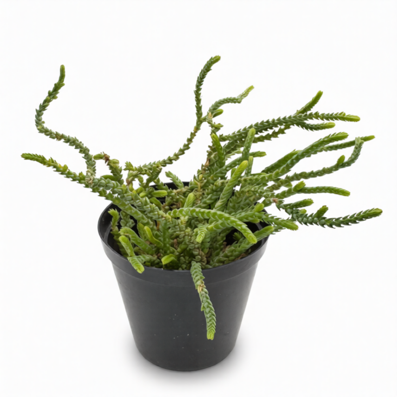 Crassula Muscosa Watch Chain