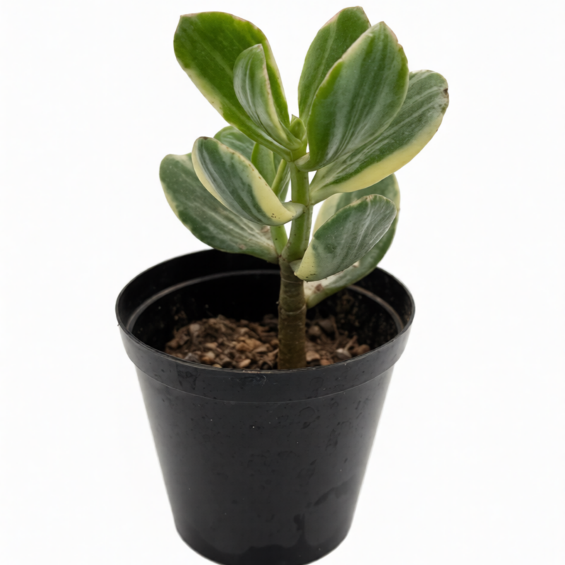 Crassula Ovata Variegated Jade Plant