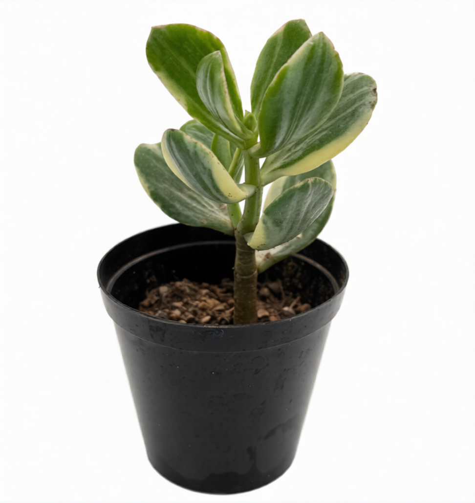 Crassula Ovata Variegated Jade Plant