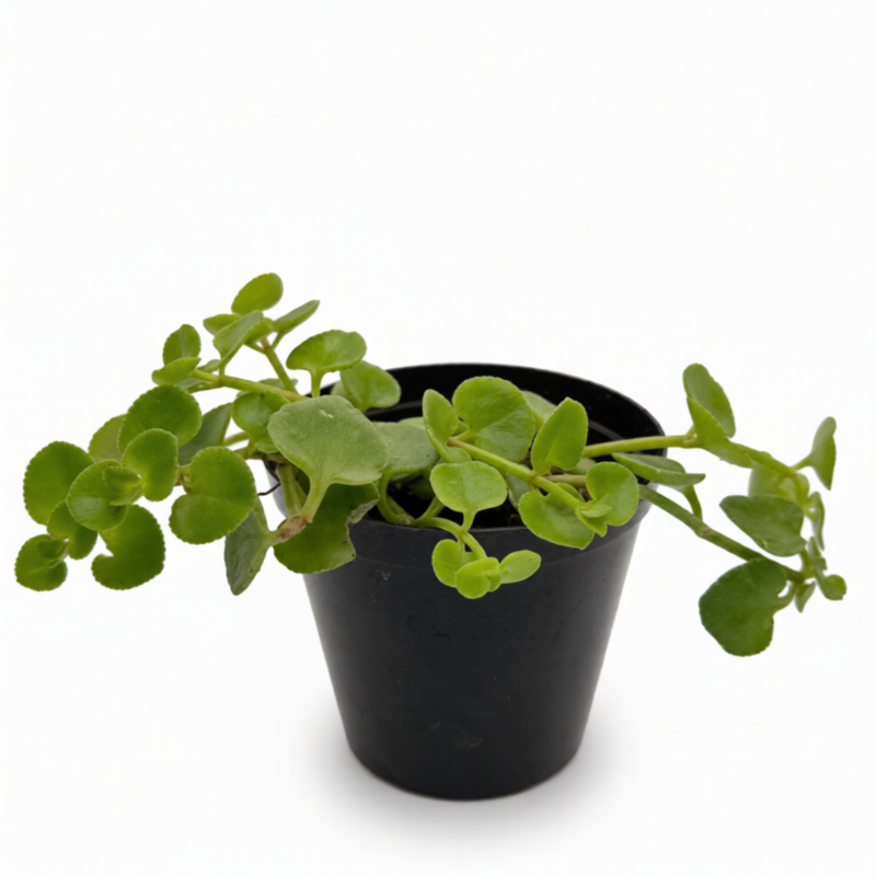Crassula Spathulata