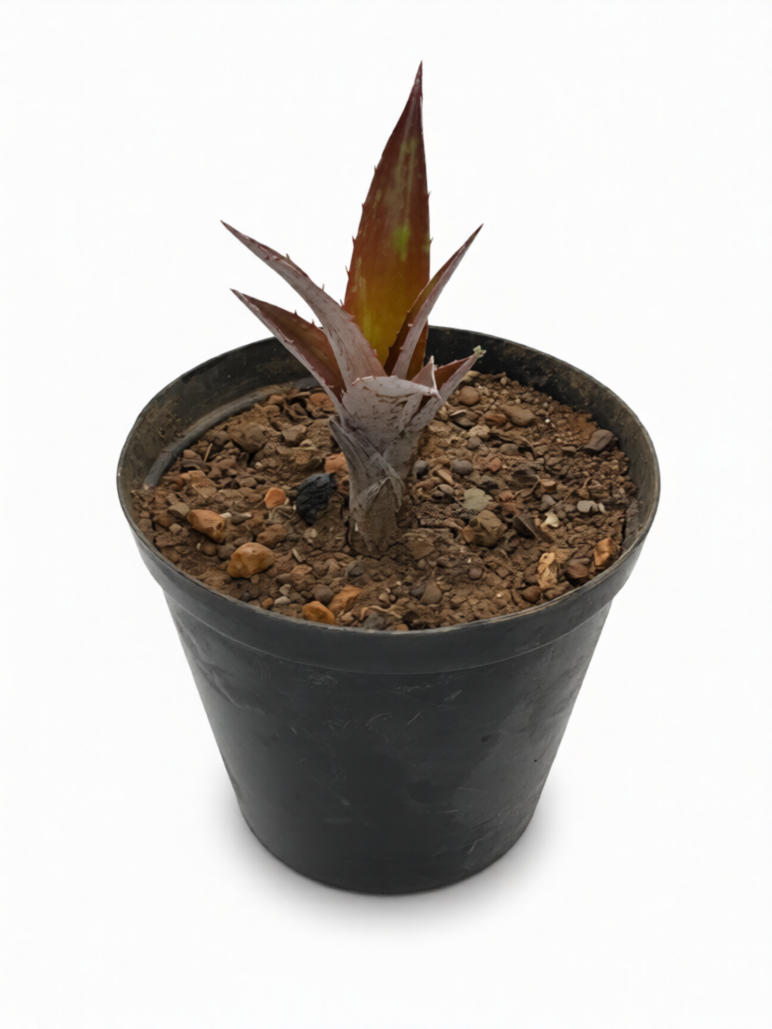 Cryptbergia Bronze