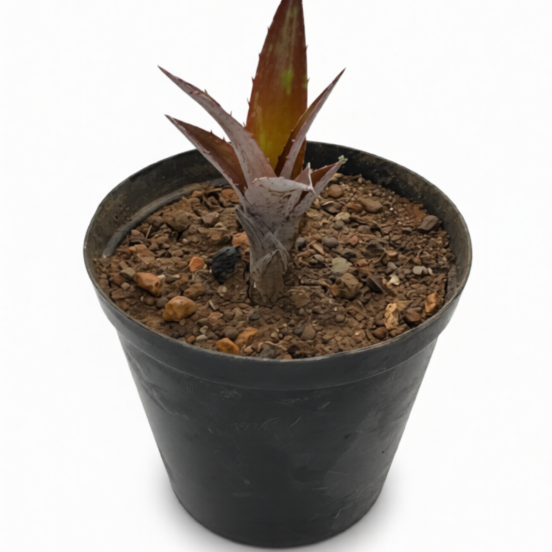 Cryptbergia Bronze
