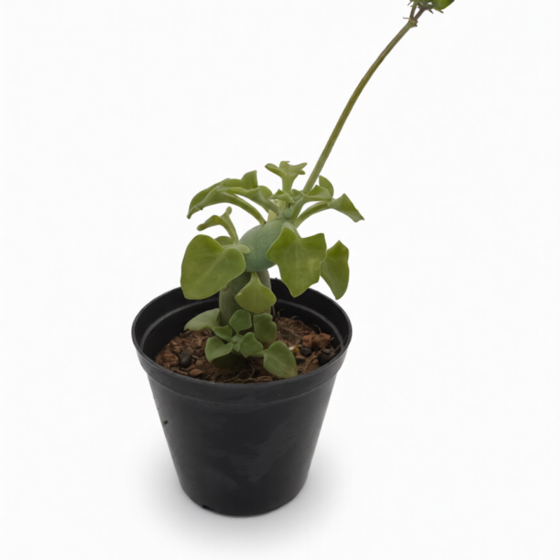 Curio Articulatus Candle Plant