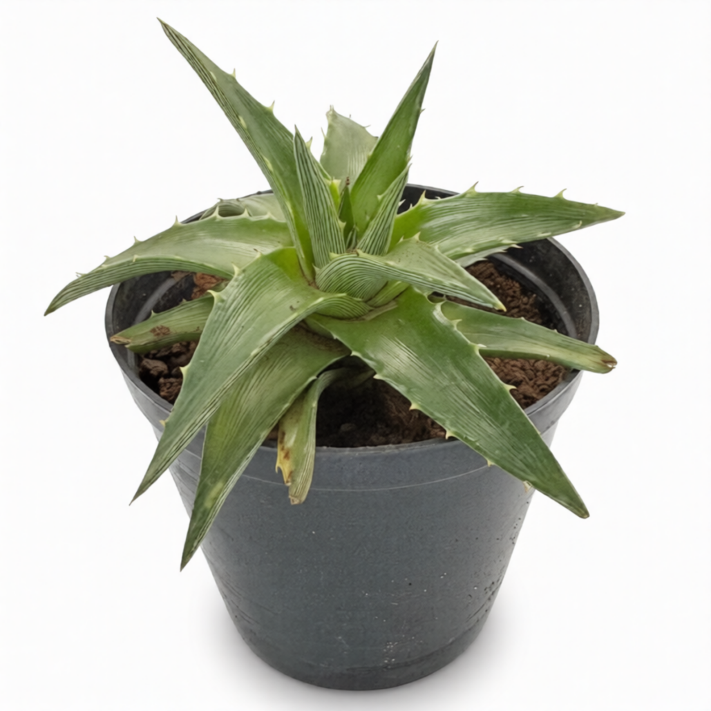 Dyckia Brevifolia