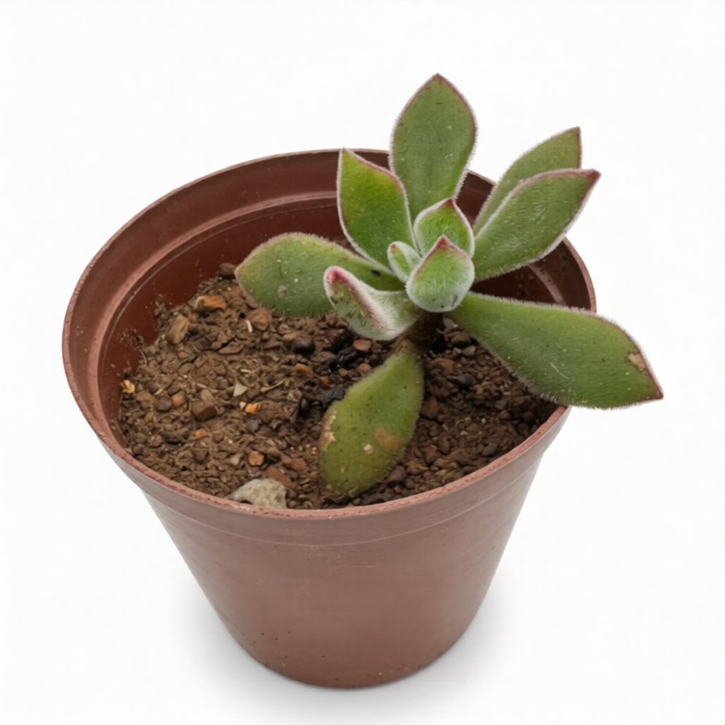 Echiveria Harmsii