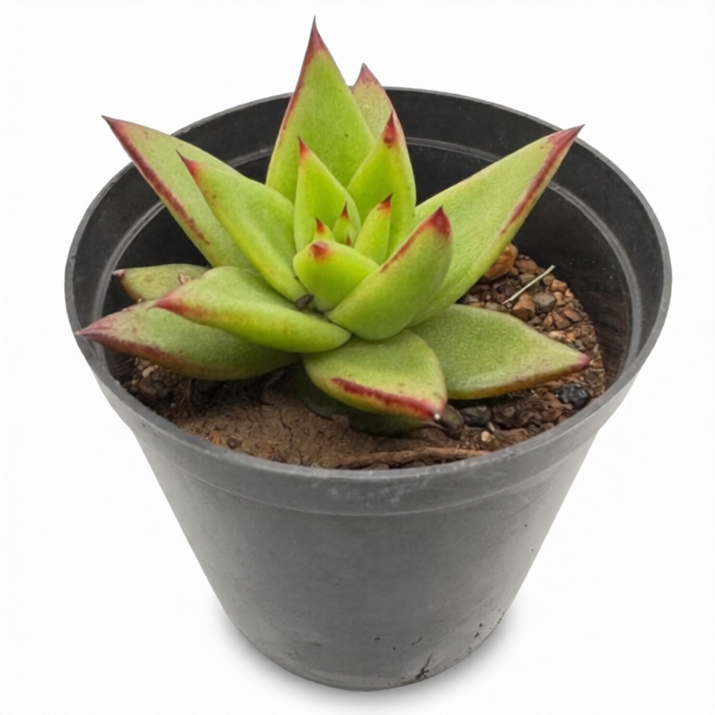 Echiveria Agavoides Lipstick