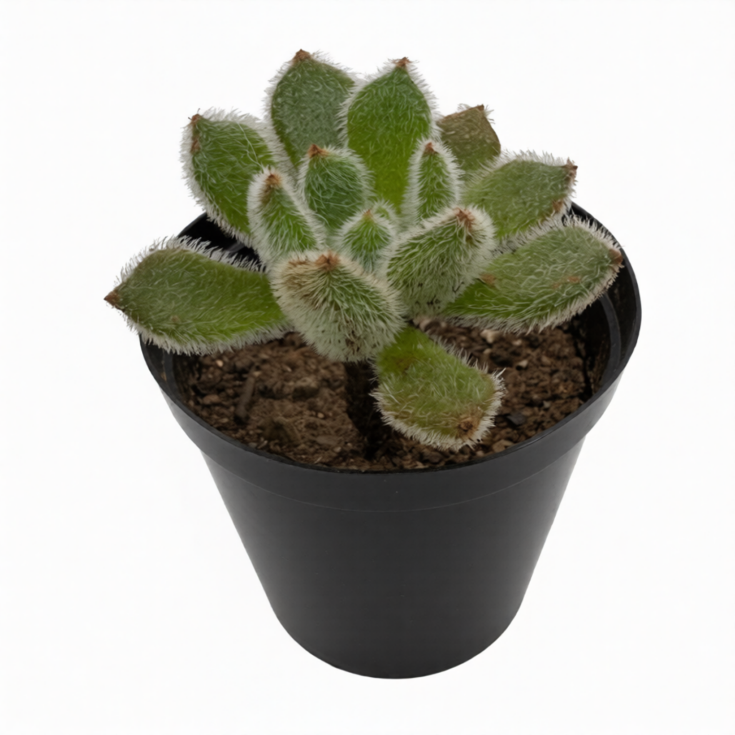 Echiveria Doris Taylor