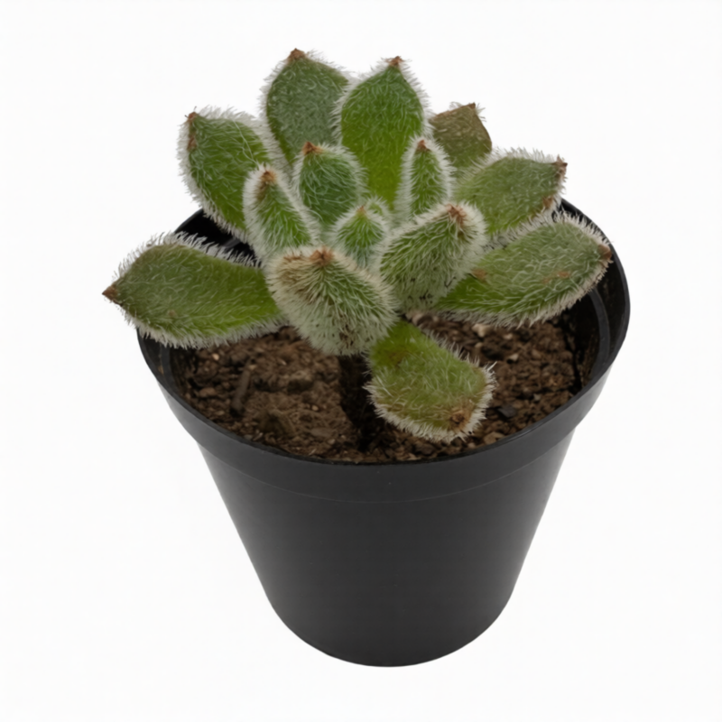 Echiveria Doris Taylor