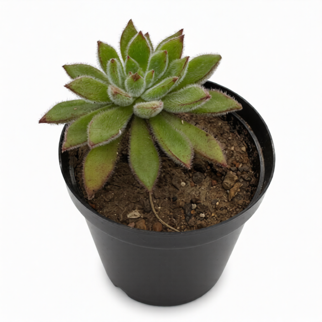 Echiveria Setosa  Oliver
