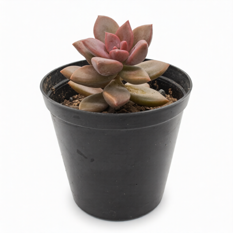 Graptosedum Alpenglow