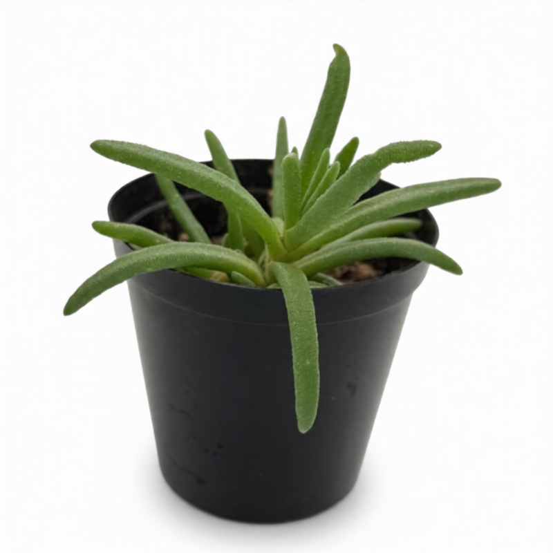 IcePlant/Vygie