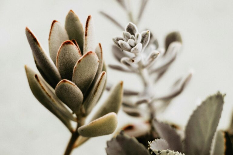 Kalanchoe