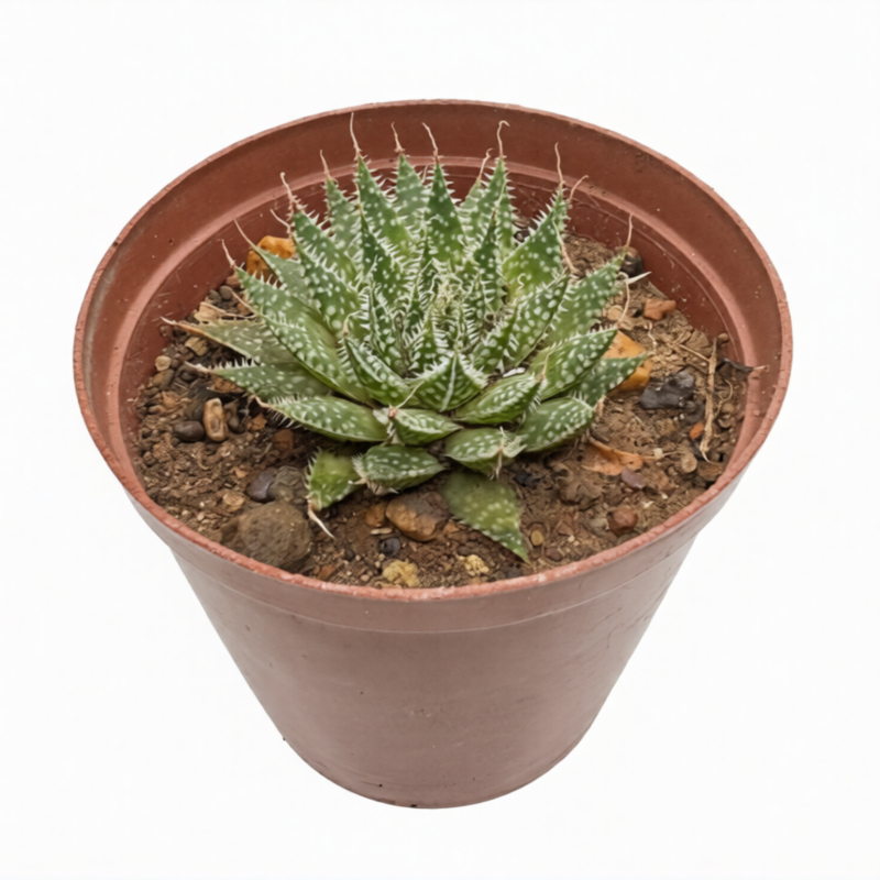 Lace Aloe