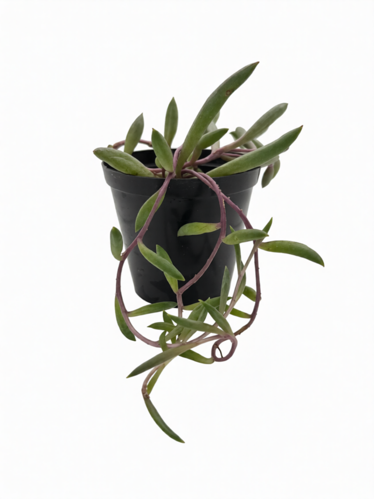 Othonno Capensis Ruby Necklace