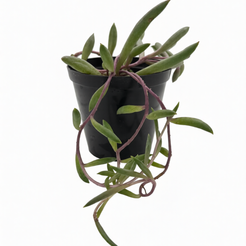 Othonno Capensis Ruby Necklace