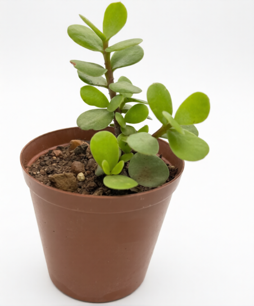 Portulacaria Spekboom