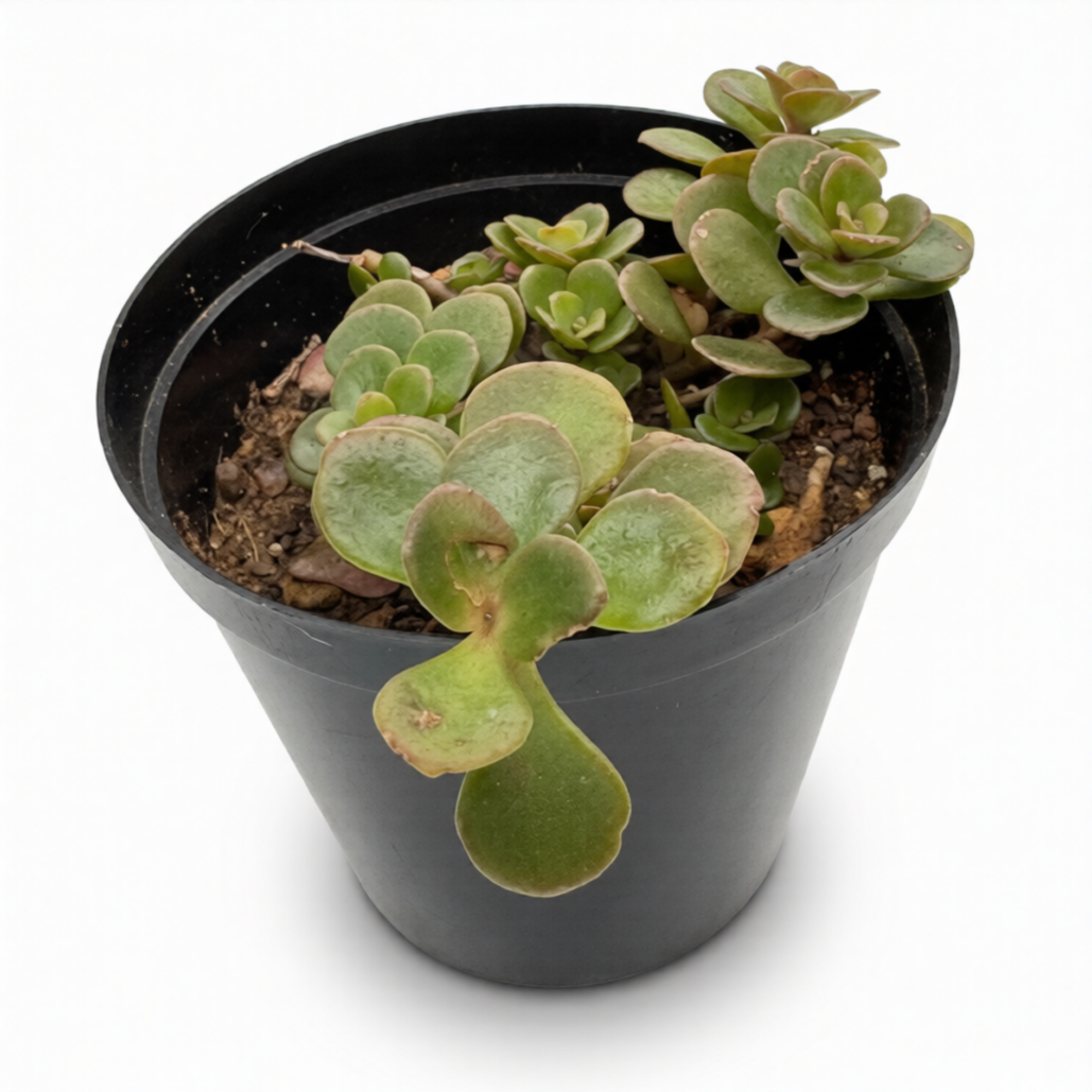 Sedum Tetractinum