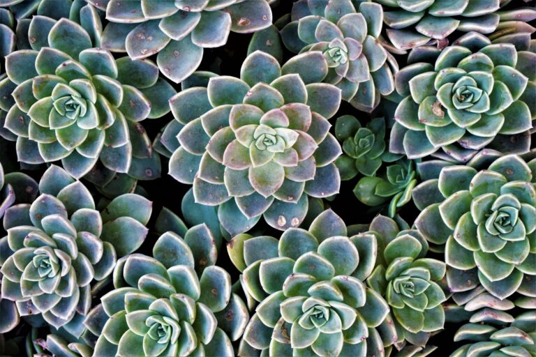 Echeveria
