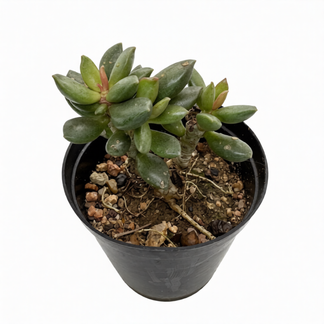 Adromischus Mammillaris