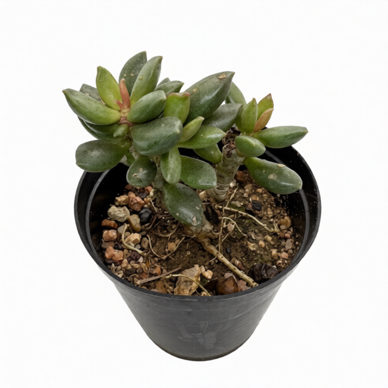 Adromischus Mammillaris
