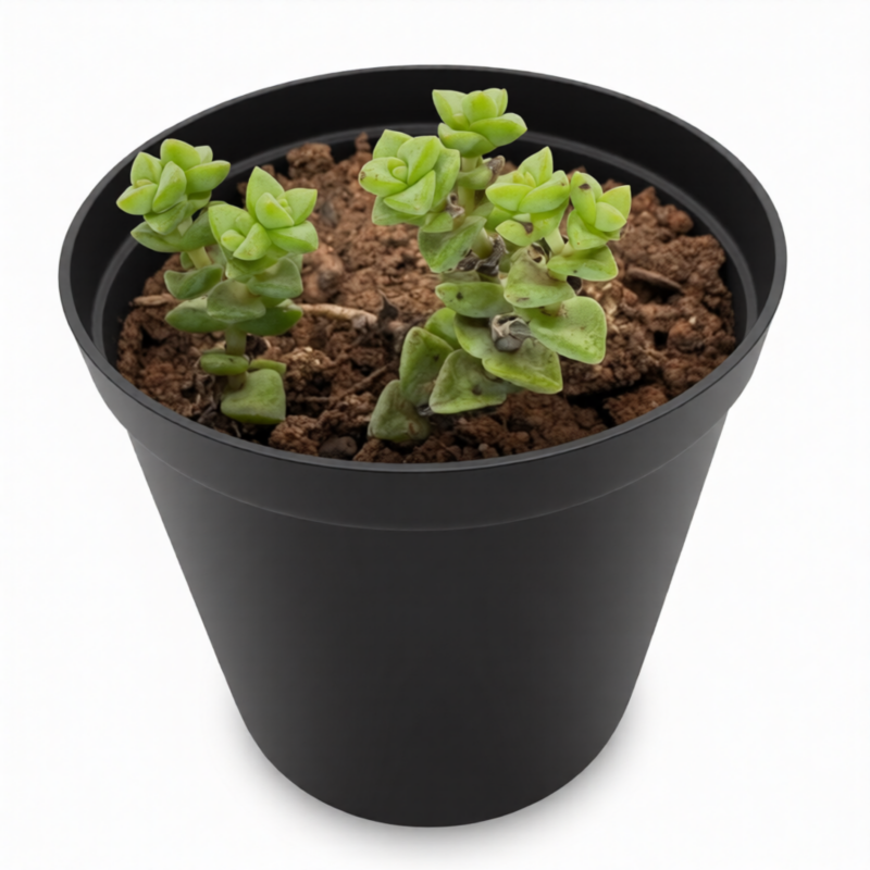 Crassula Perforata Mini