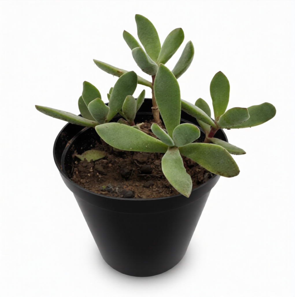 Crassula Rogersii