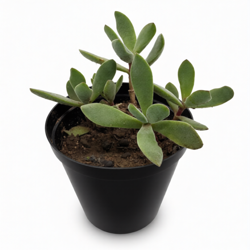 Crassula Rogersii