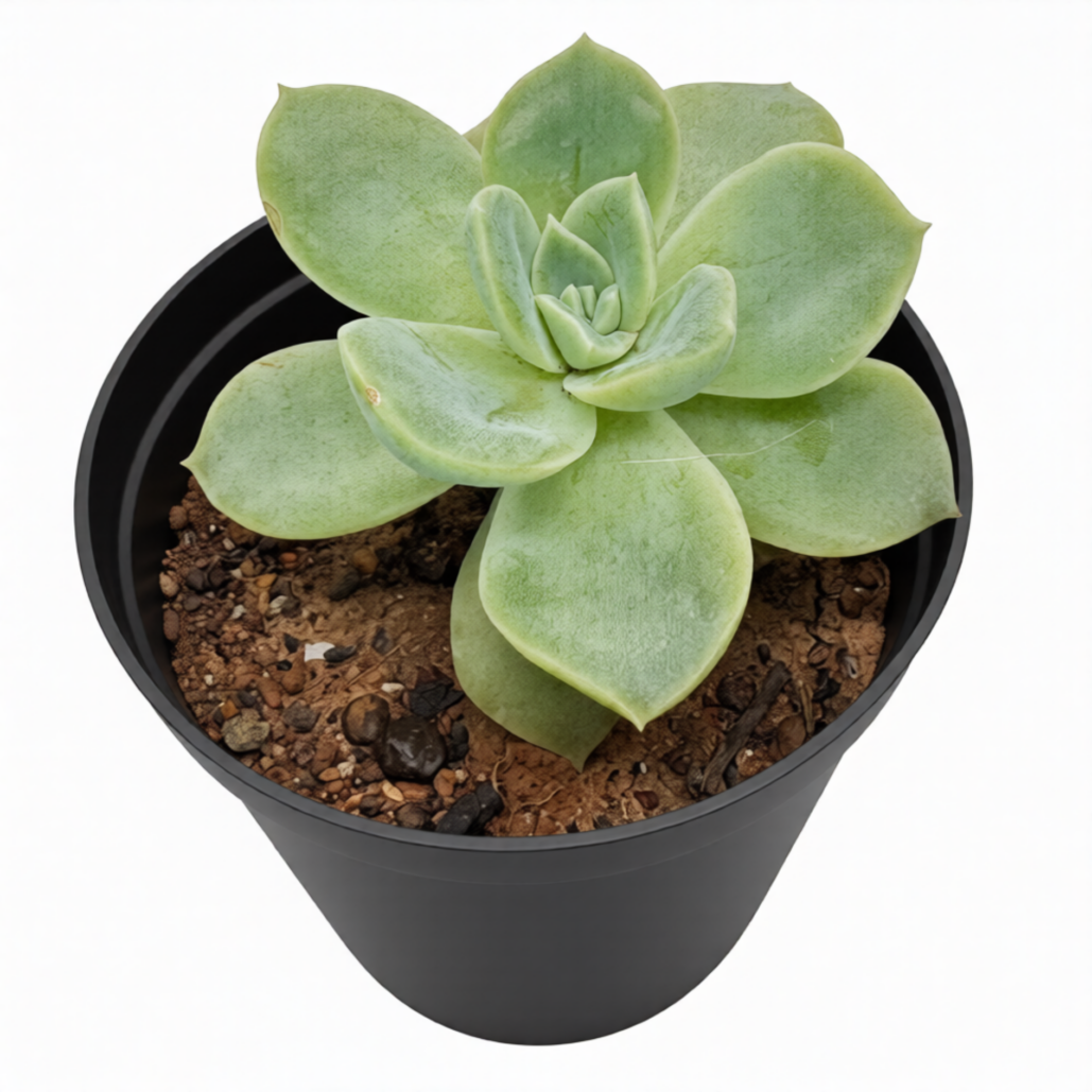 Echiveria Elegans