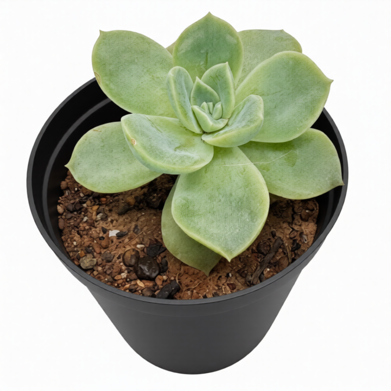 Echiveria Elegans