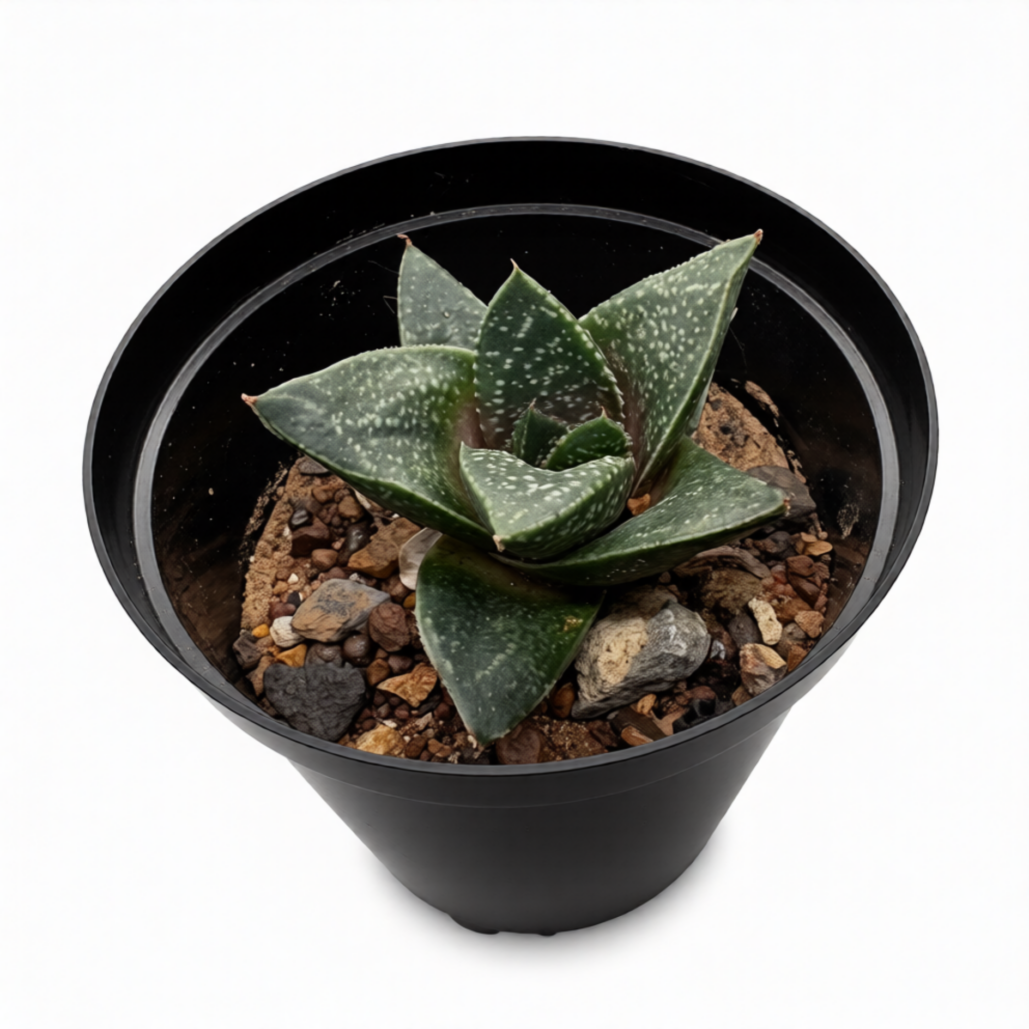Gasteria Limpopo